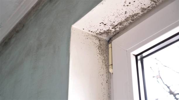 Best Emergency Mold Remediation  in Lochmoor Waterway Estates, FL