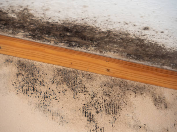 Best Water Damage & Mold Remediation  in Lochmoor Waterway Estates, FL